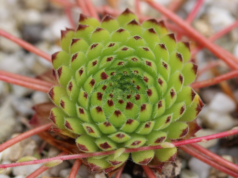 ciliosum ssp. octopodes