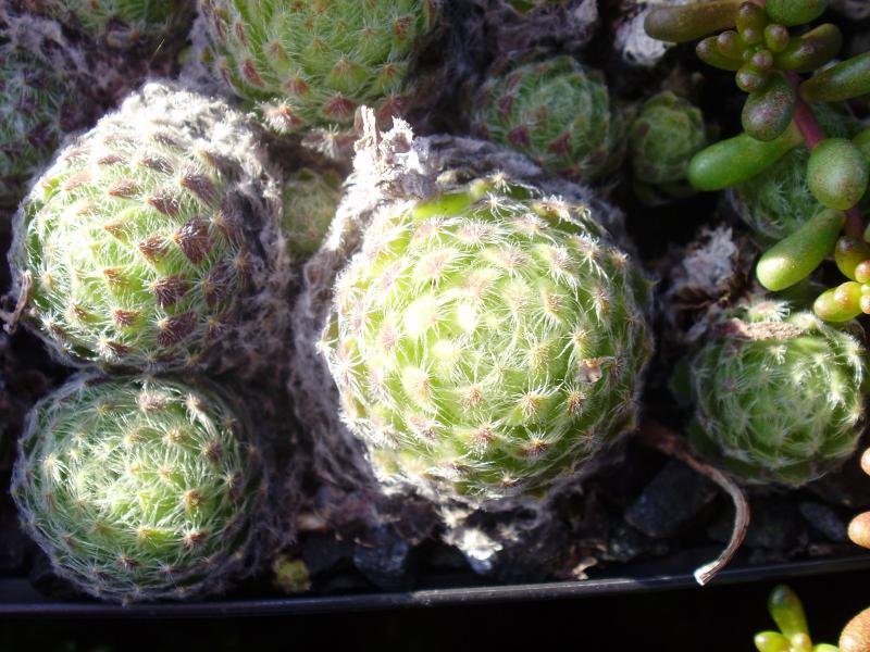 ciliosum ssp. ciliosum (borisii)