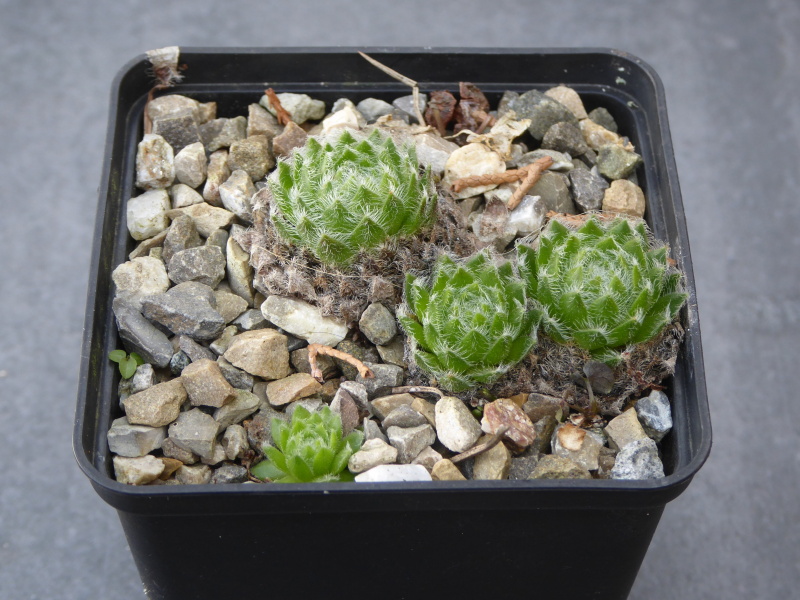 ciliosum ssp. ciliosum (galicicum) from Magaro, NO Abhang