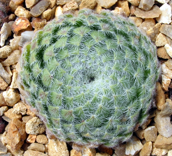 ciliosum ssp. ciliosum (borisii)