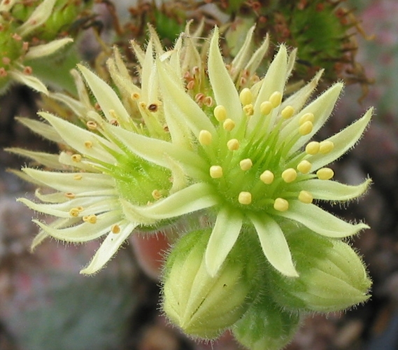 ciliosum ssp. ciliosum (borisii)