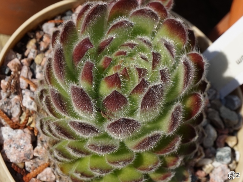 ciliosum ssp. ciliosum (borisii)