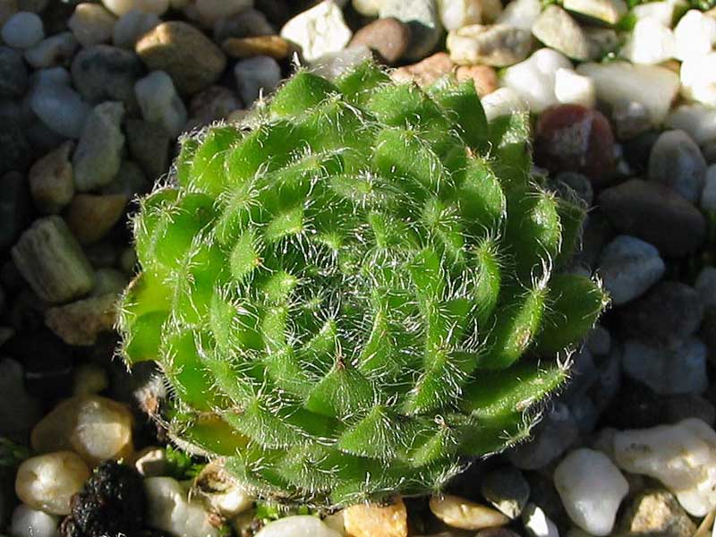 ciliosum from Ali Botusch