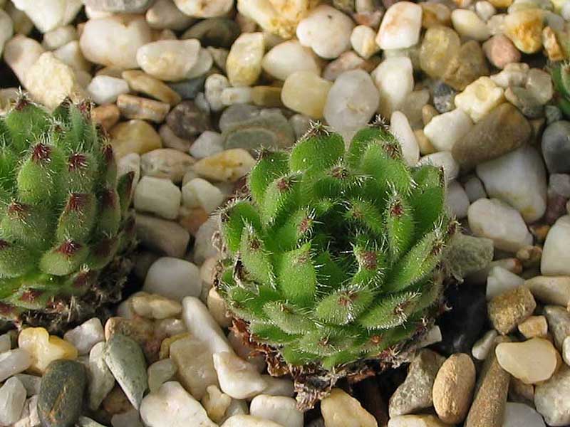 ciliosum from Kasbek