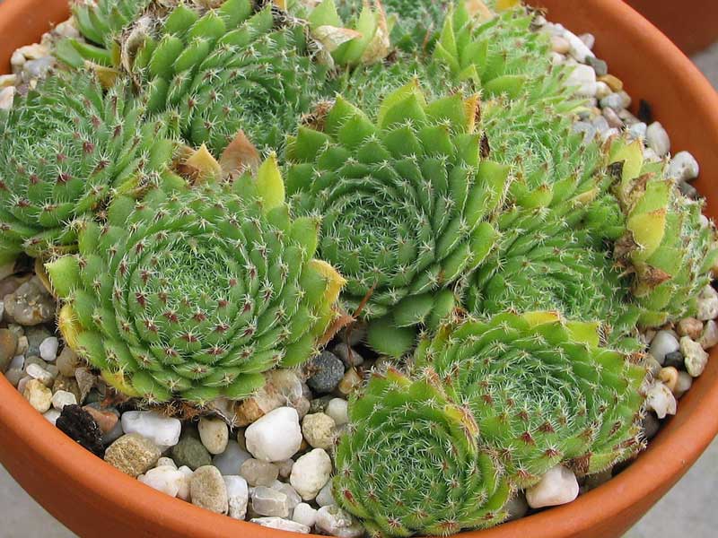 ciliosum from Kasbek