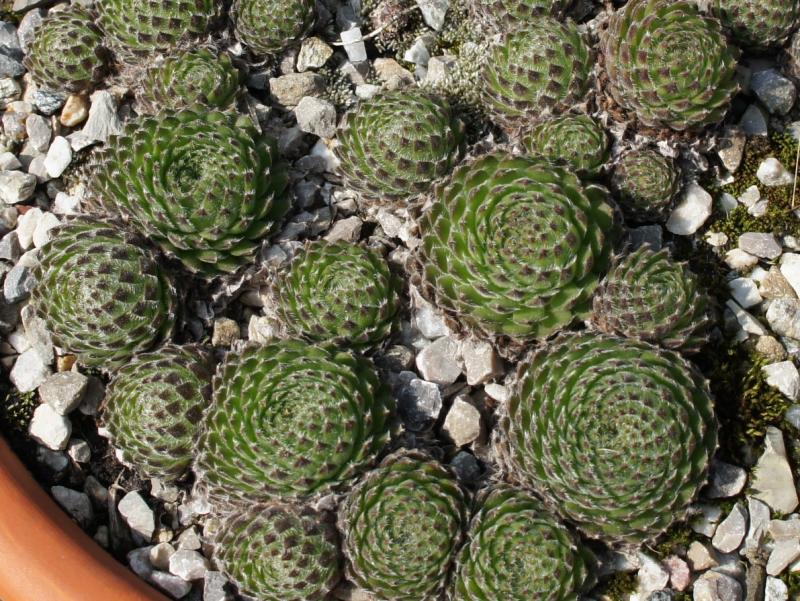 ciliosum from Orelek