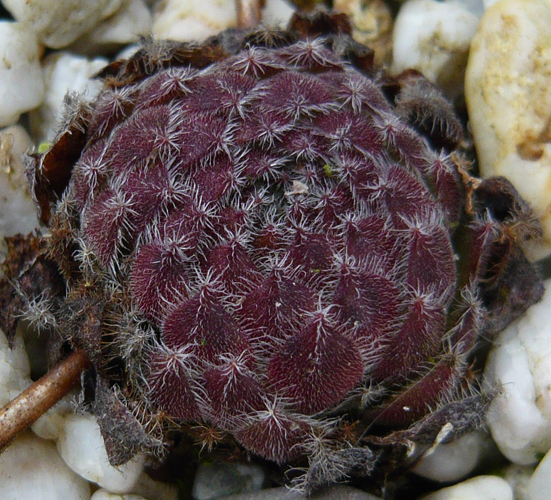 ciliosum from Orelek