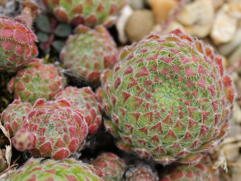 ciliosum from Orelek