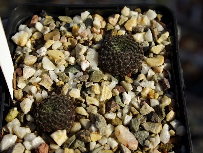 ciliosum from Orelek