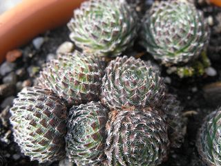 ciliosum from Orelek
