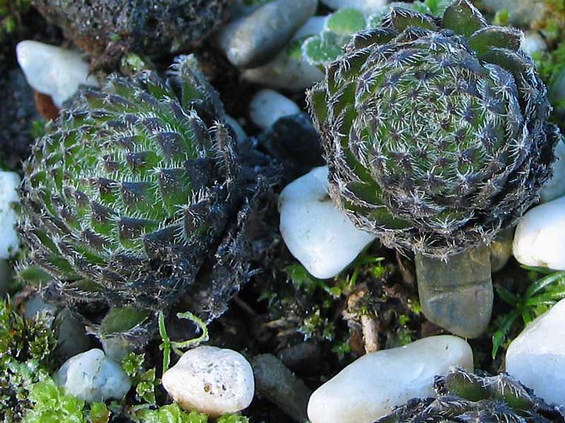 ciliosum from Orelek