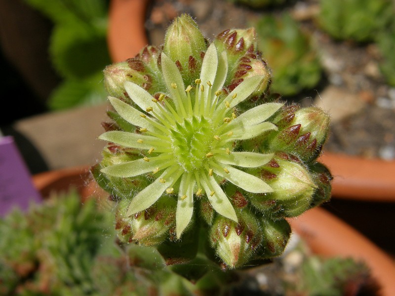 ciliosum from Orelek