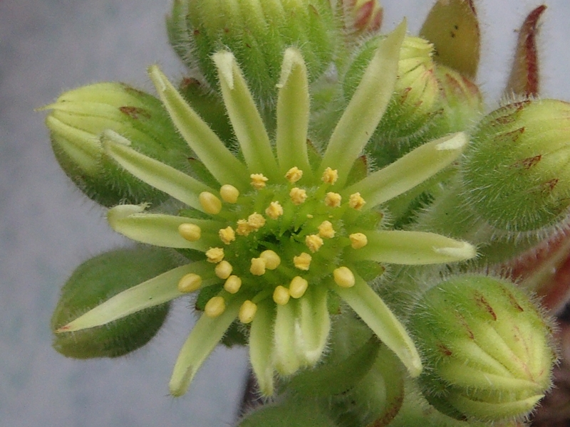 ciliosum from Orelek