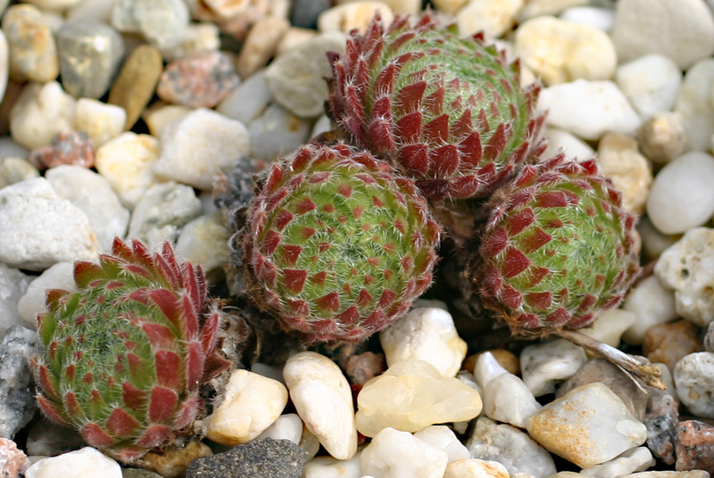 ciliosum from Orelek