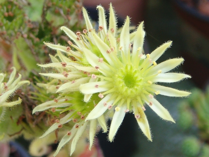 ciliosum from Orelek