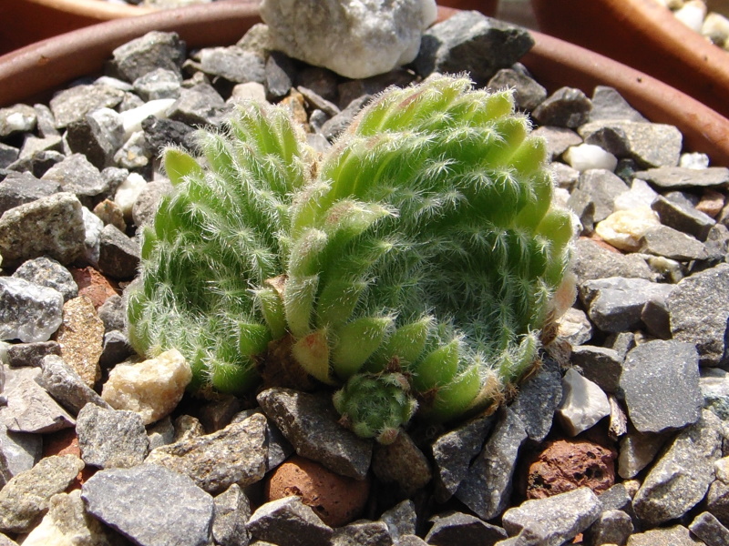 ciliosum from Orelek