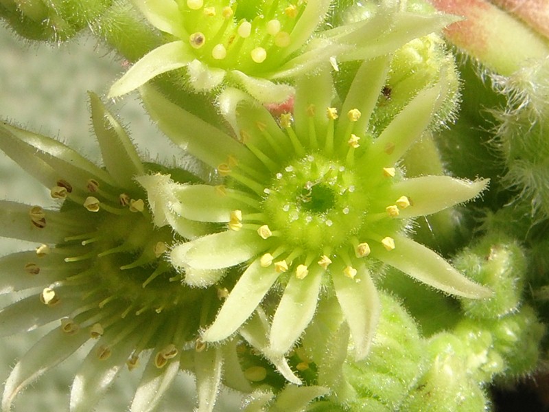 ciliosum from Orelek
