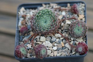 ciliosum from Orelek