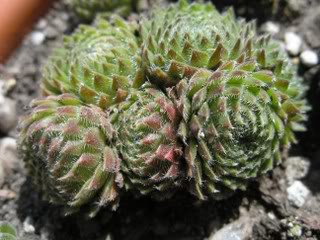 ciliosum from Orelek