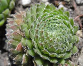 ciliosum from Orelek