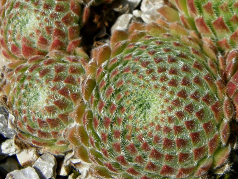 ciliosum from Orelek