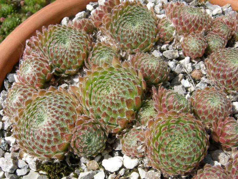 ciliosum from Orelek