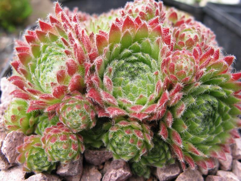 ciliosum from Orelek