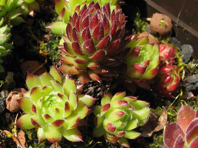 ciliosum x S. marmoreum ssp. erythraeum