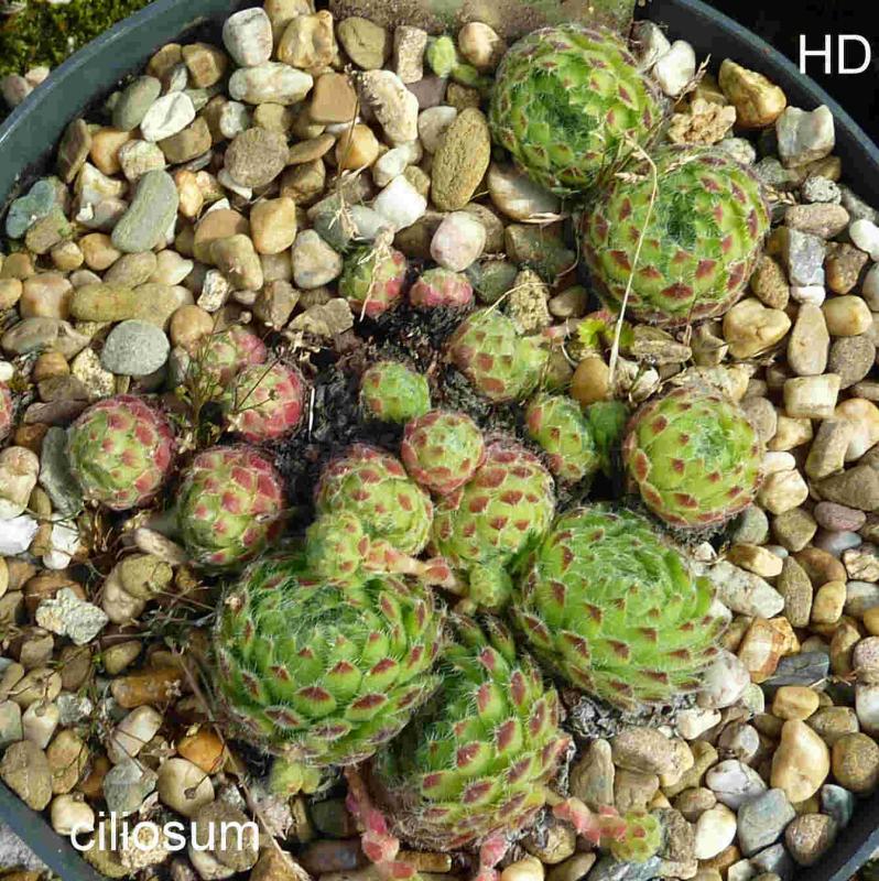 ciliosum