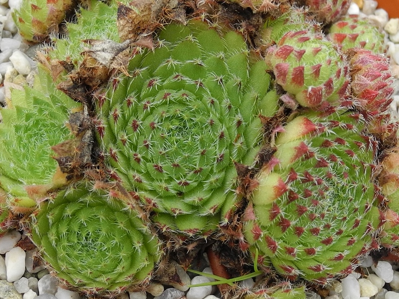 ciliosum (bandericum)