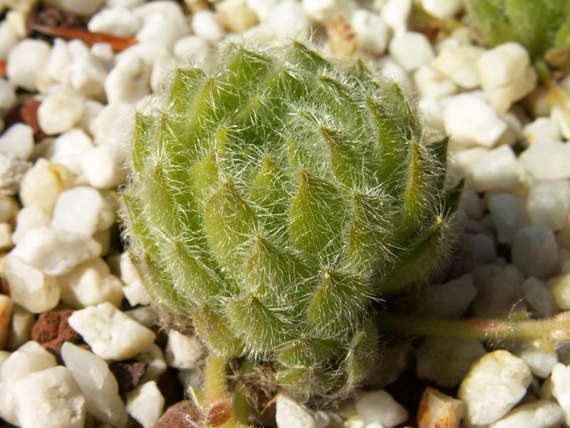 ciliosum ssp. ciliosum (borisii)