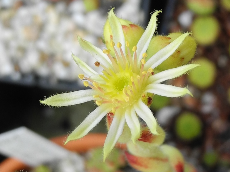 ciliosum from Kasbek