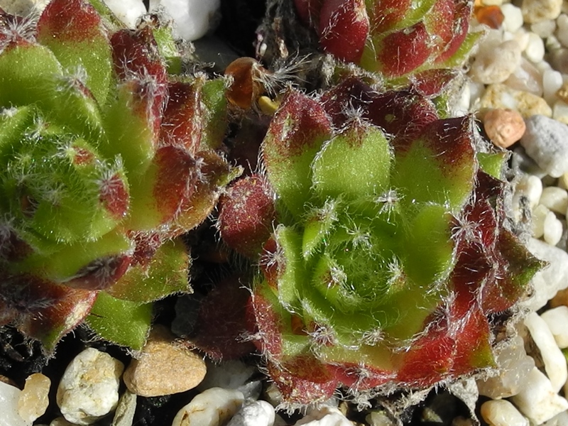 ciliosum x S. pittonii