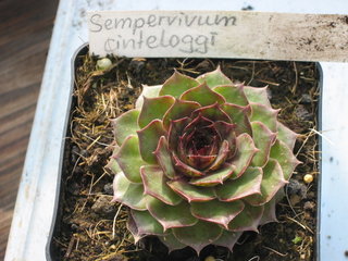cinteloggi