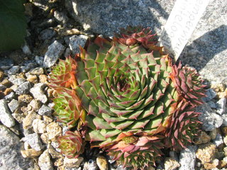 cinteloggi