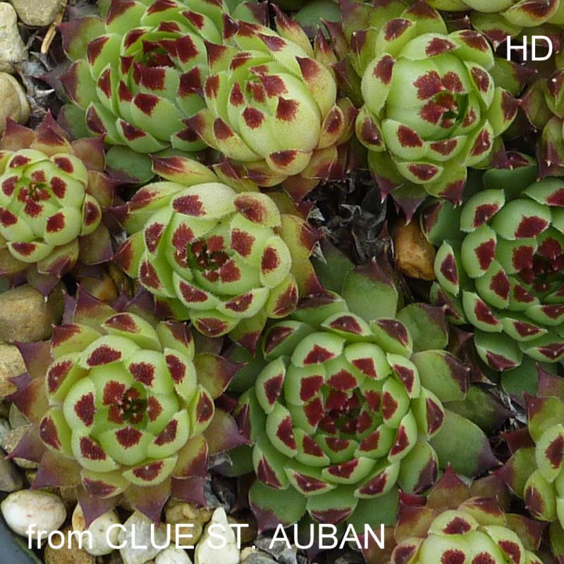 calcareum from Clue de Saint Auban 4