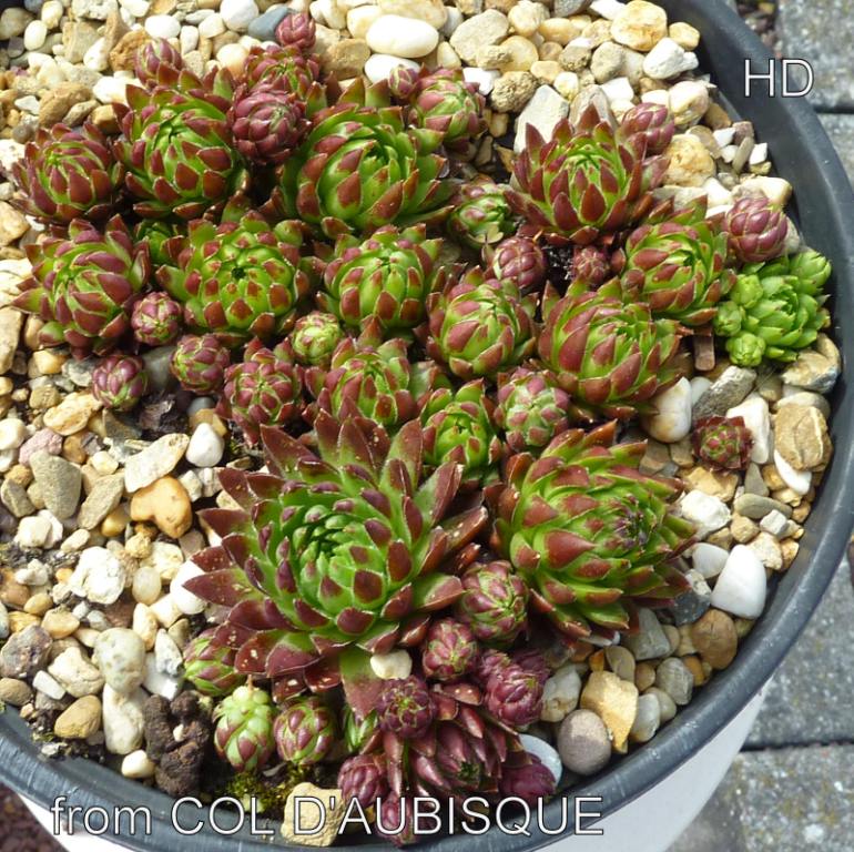 globiferum ssp. hirtum from Col d'Aubisque