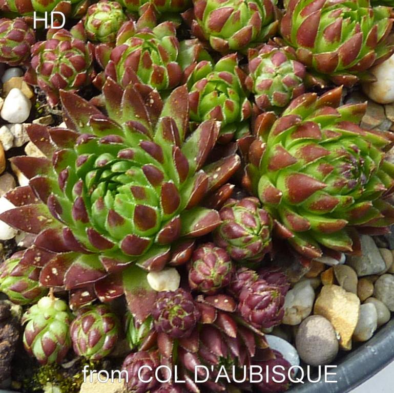 globiferum ssp. hirtum from Col d'Aubisque