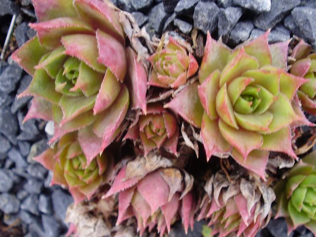 comollii (albidum)