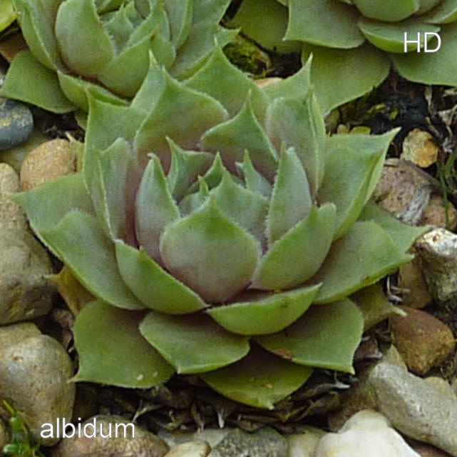 comollii (albidum)