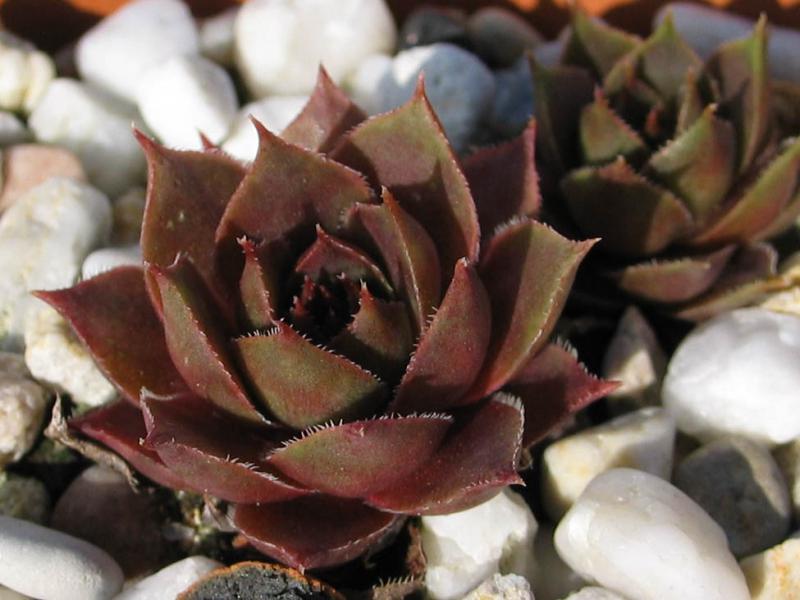comollii (x calcaratum)