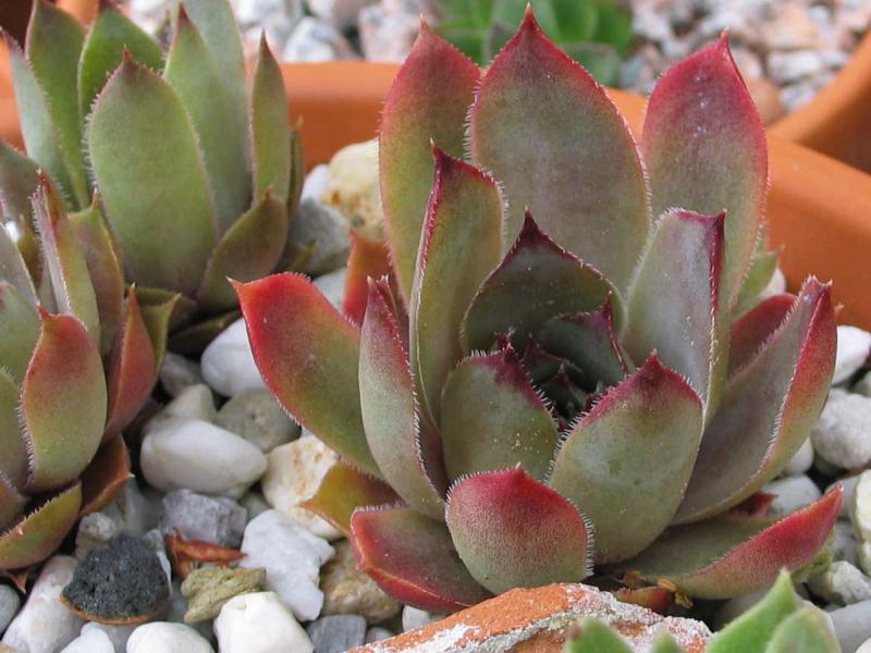 comollii (x calcaratum)