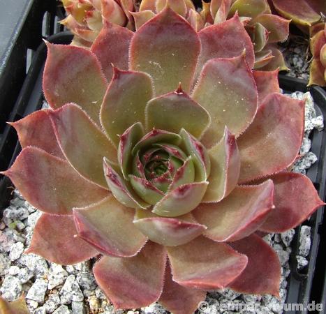 comollii (x calcaratum)