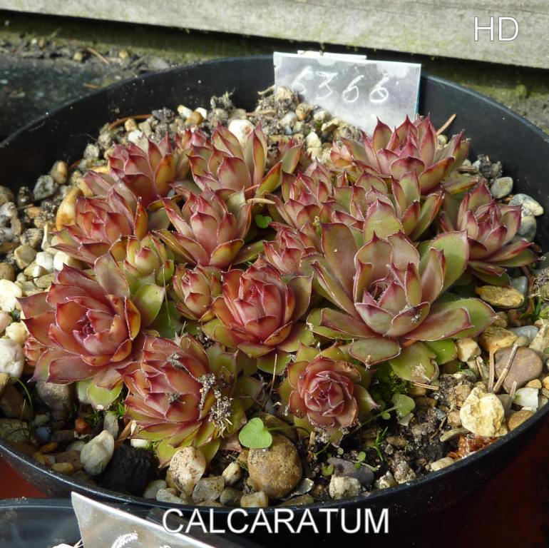 comollii (x calcaratum)