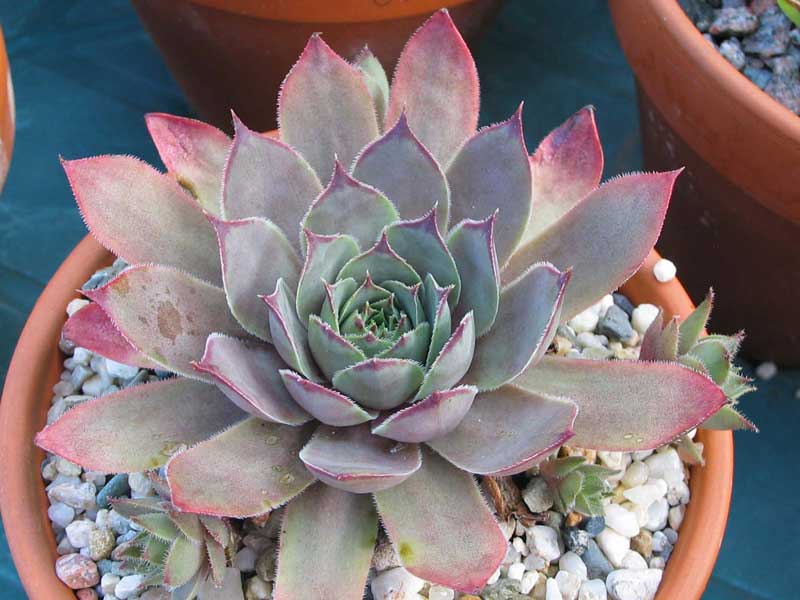 comollii (x calcaratum)