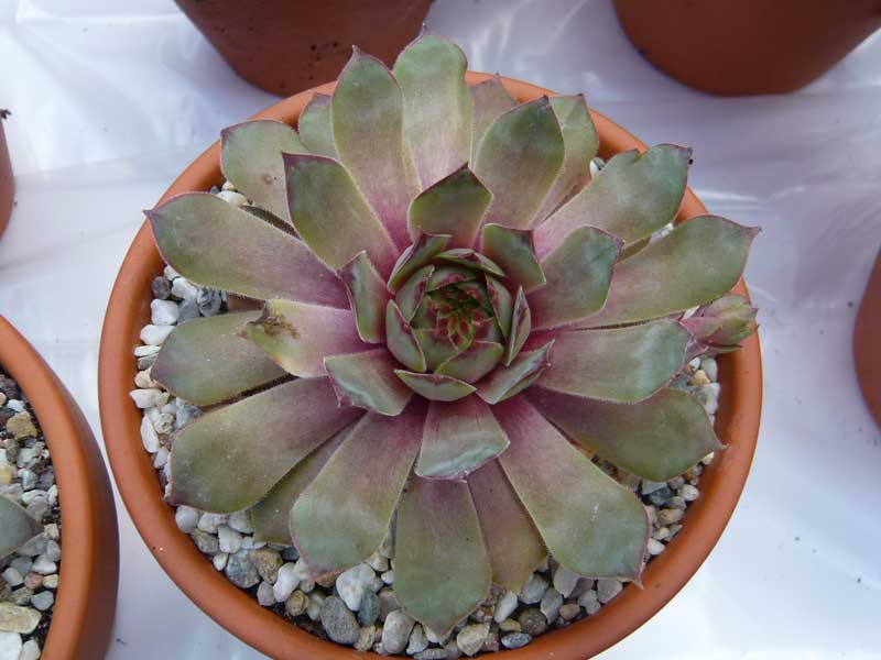 comollii (x widderi)