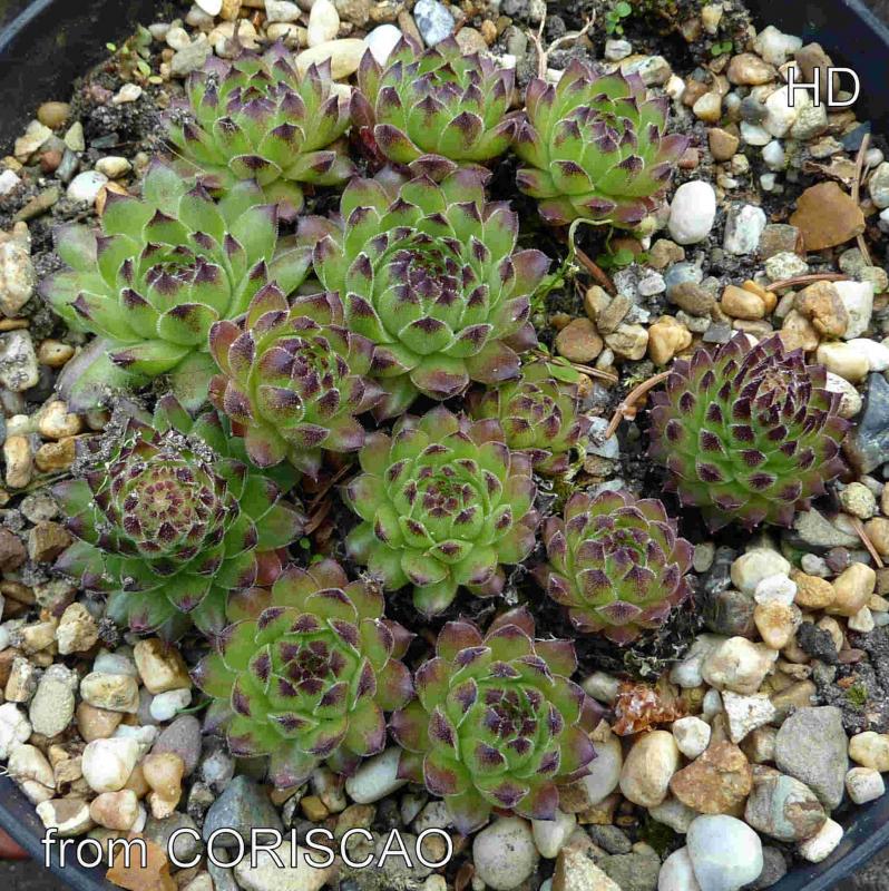 cantabricum ssp. cantabricum from Coriscao