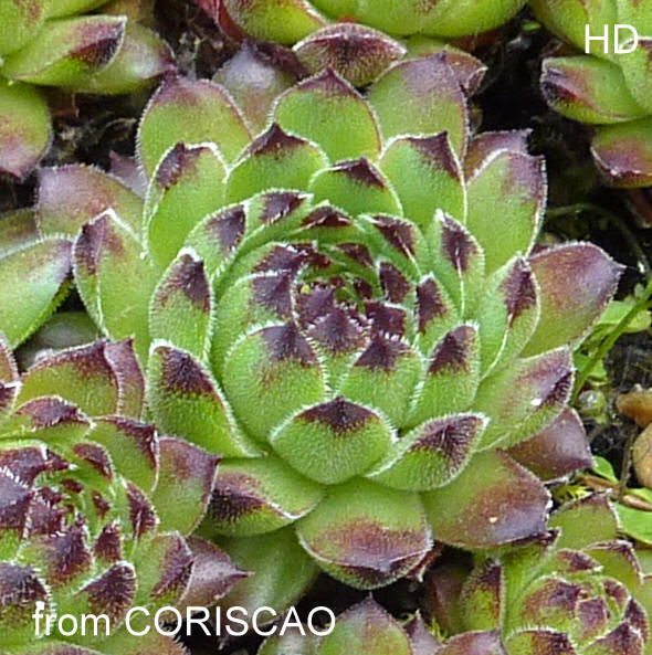 cantabricum ssp. cantabricum from Coriscao