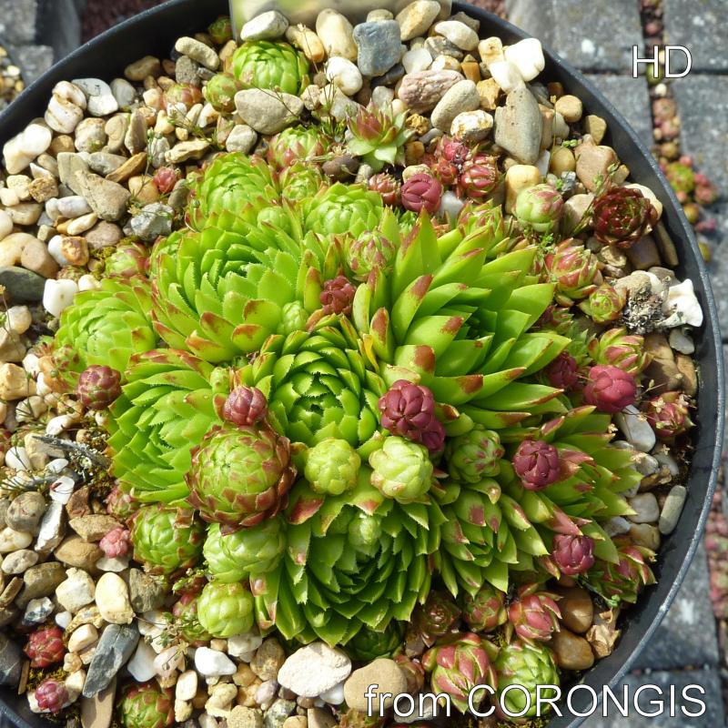globiferum ssp. hirtum from Corongis