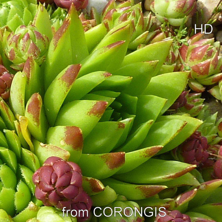 globiferum ssp. hirtum from Corongis